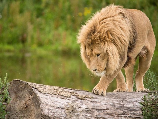 lion photo (1).jpg