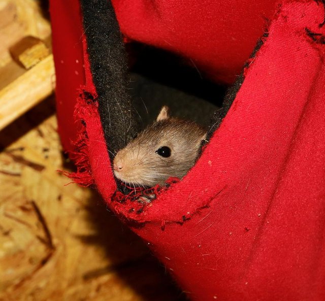 rodent-3299732_1280.jpg