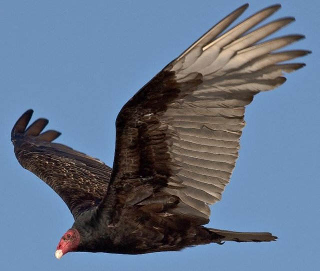 black-vulture.jpg