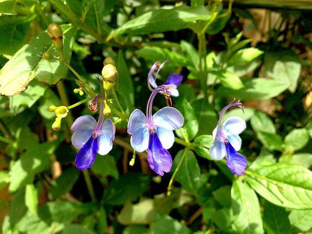 Butterfly_shaped_Flower.jpg