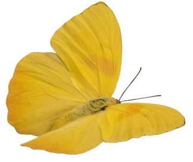 mariposa amarilla.jpg