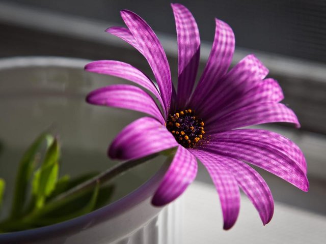 beautiful flower (3).jpg