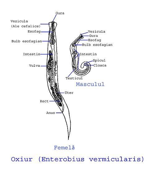 484px-Enterobius_vermicularis_1.jpg