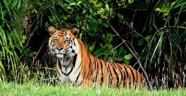 Royal-Bengal-Tiger-in-Bangladesh.jpg