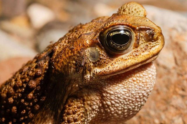 amphibians_cane_toad-1030x686.jpg