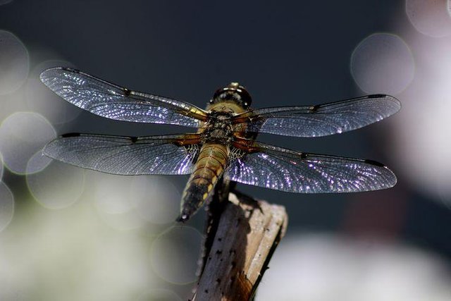 dragonfly-3387883__480.jpg