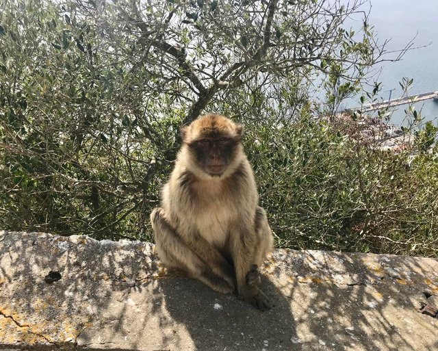 Gibraltar-the-rock-felsen-von-Gibraltar-Affen-Europa-Afrika-2.jpeg