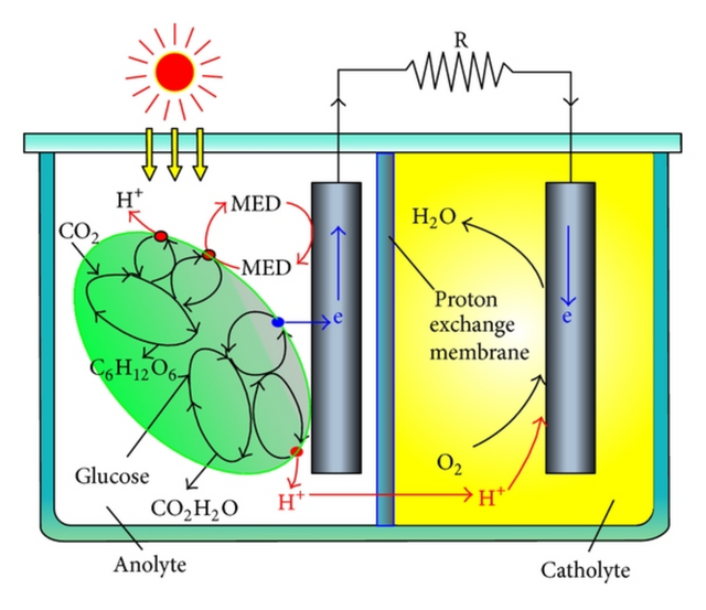 Electrons-transfer-mechanism-of-the-spirulina-biosolar-cell.png