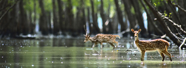 Mangrove-forest-1.png