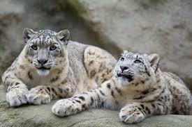 state animal of Himachal Pradesh-Snow Leopard — Steemit