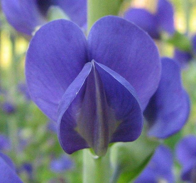 indigo flower.jpg