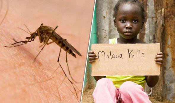 malaria-symptoms-mosquito-885897.jpg