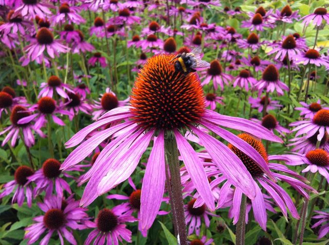 echinacea-1713939.jpg