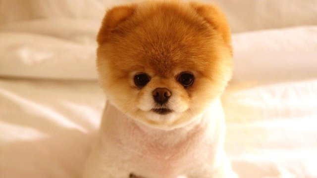 child dog (3).jpg