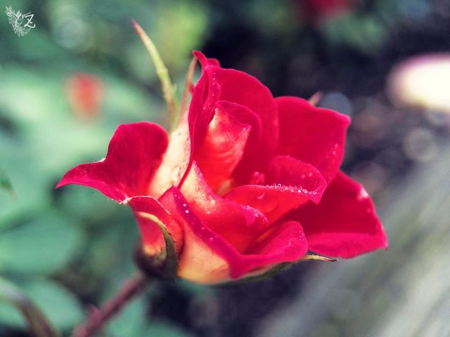 i-macro-65.jpg