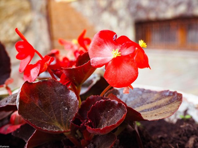 red flowers 1.jpg