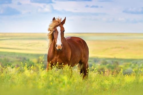 Horse+in+a+meadow.jpg