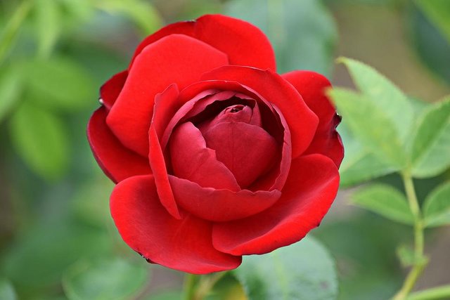 Spikes-Red-Rose-Petals-Flower-Rose-Rose-Flower-1590116.jpg