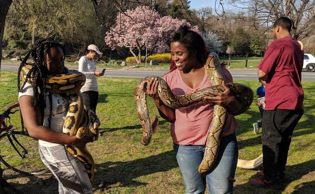 Three python snakes in Fairmount Park