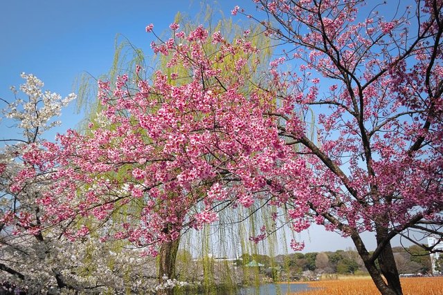 Tokyo Ueno Park.jpg