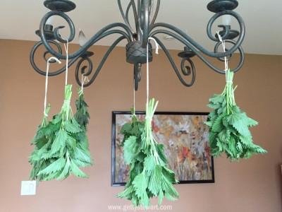 hanging-nettle-on-chandelier-watermarked-400x300.jpg