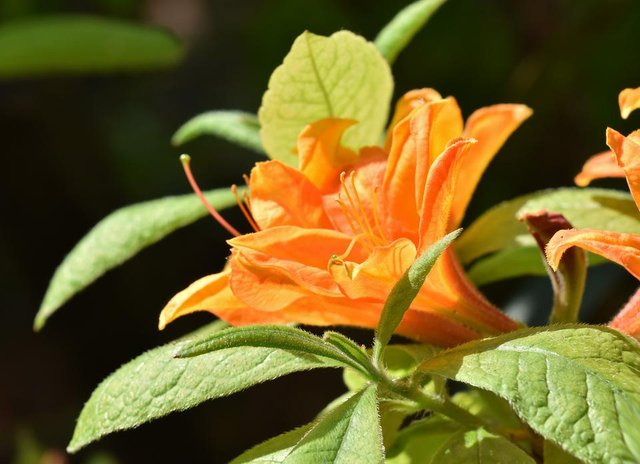 Azalea orange flower 1.jpg