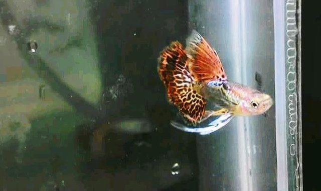 my beautifull fish.jpg