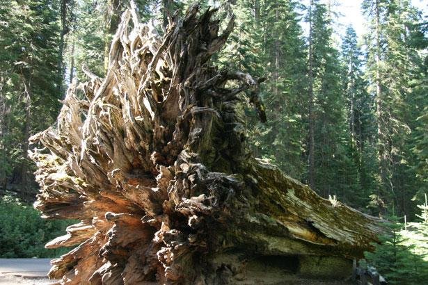 giant-redwood-trees-in-california-1392267774xID.jpg