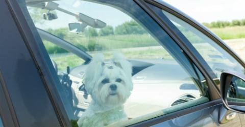 dog-in-car.jpg