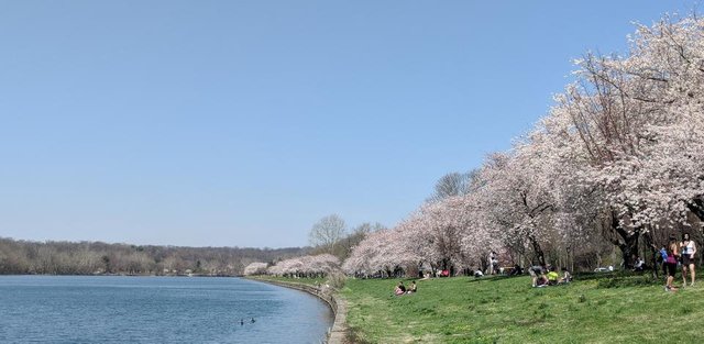 Cherry Blossoms in Fairmount Park, Philadelphia