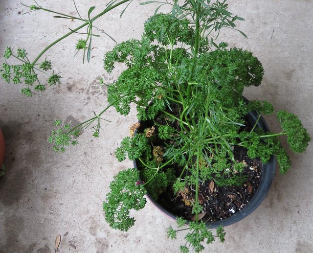 parsley.JPG