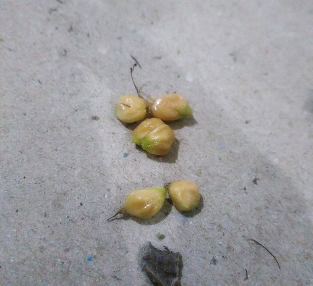 rose seeds