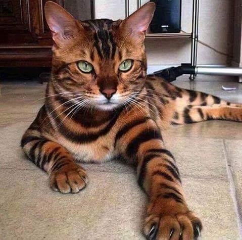 FB_IMG_1523612168201.jpg