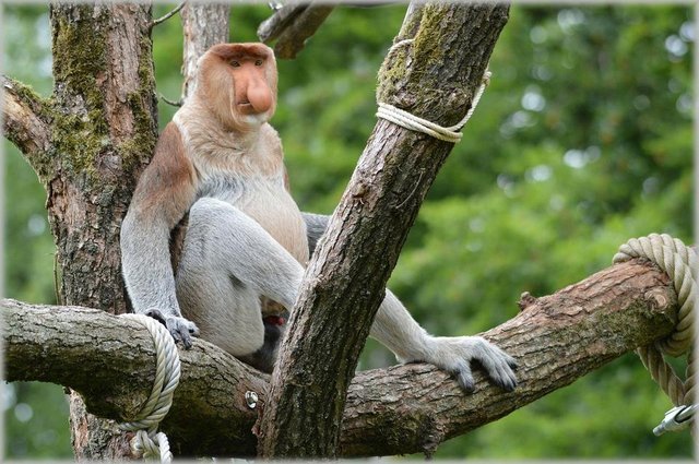 proboscis-monkey-216217_1280.jpg