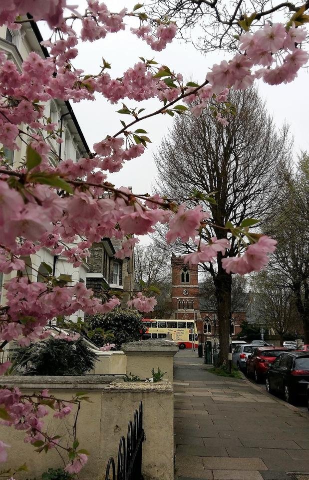 blossom street.jpg