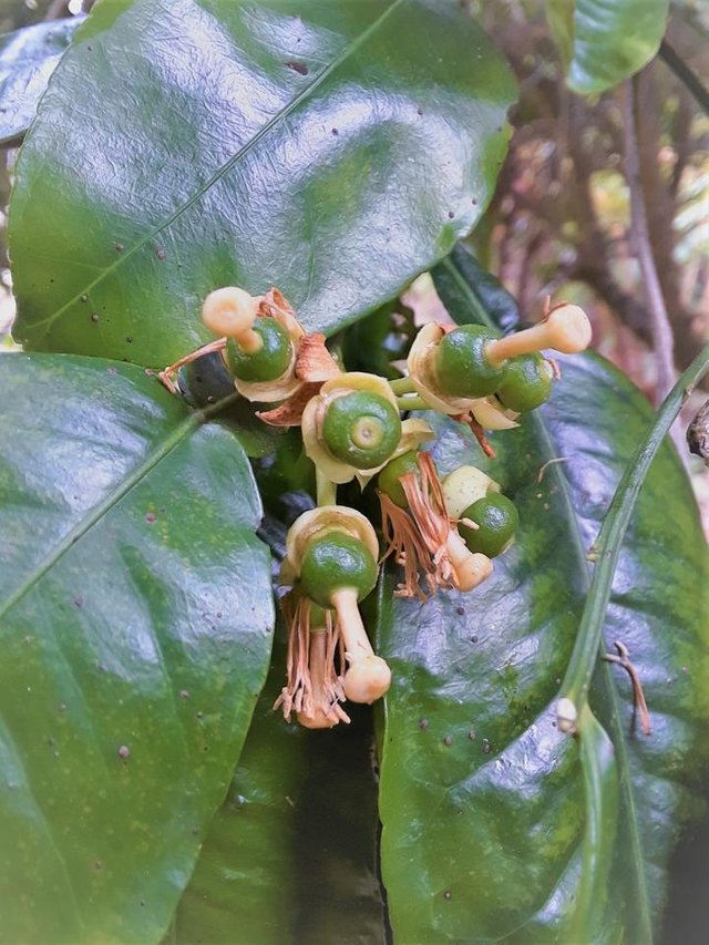 grapefruit baby fruit.jpg