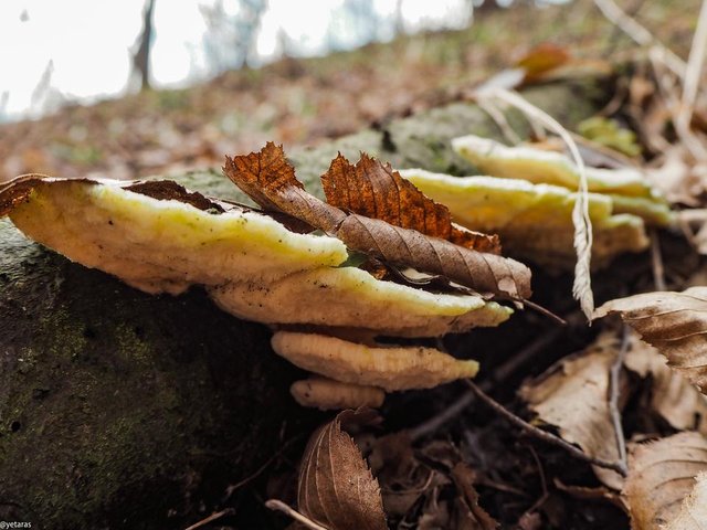 fungi on the spring forest 2.jpg