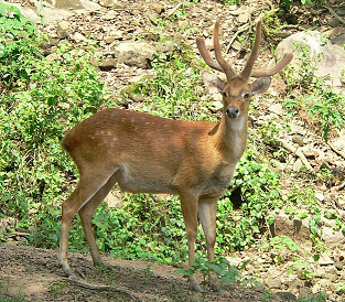 A state animal of Manipur-Sangai deer — Steemit