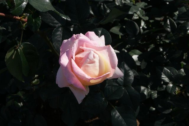 rose th.jpg