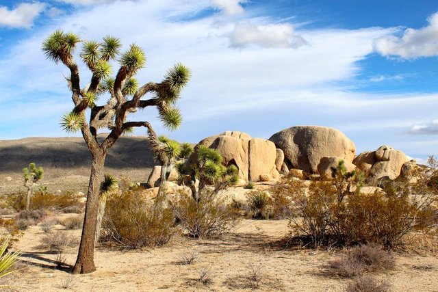 joshua-tree-national-park-74399.jpg