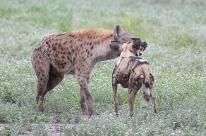 wild-dog-hyena.jpg