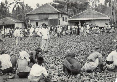 Pembuatan Kopra di Banjarmasin, 1913. Het Leven..jpg