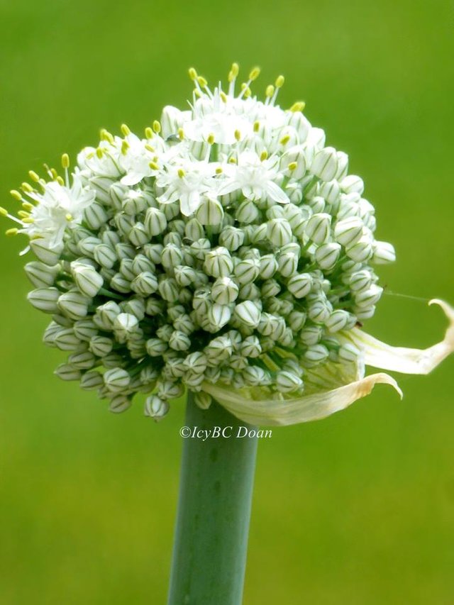 Onion Blossom.JPG