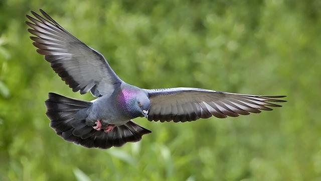 FAUNA-Burung-Merpati-02.jpg