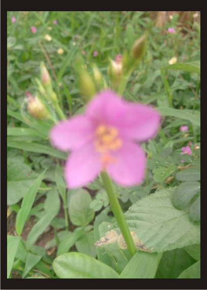 weed flower 3.png