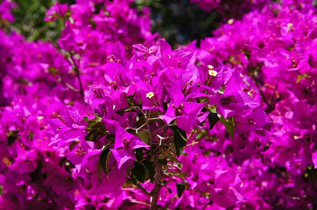 bougainvillea-384974_1920.jpg