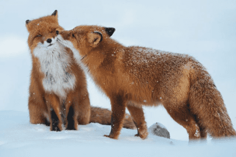 A fox is showing his love to his mate..png