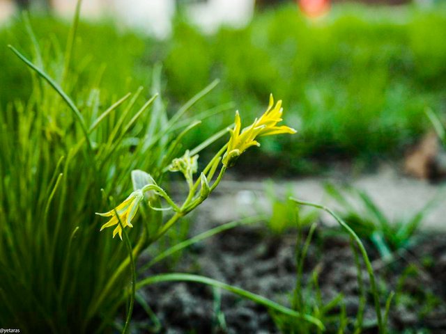 yellow wild flowers 2.jpg