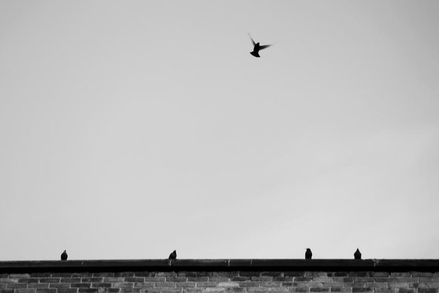flightBW.jpg