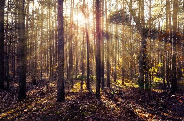 Sun beams in the autumn forest_DSC2248-Edit_1400.jpg